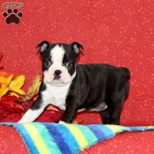 Pansy, Boston Terrier Puppy